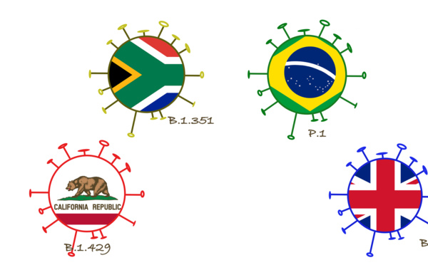 Pourquoi les variants du SARS-CoV-2 émergent-ils maintenant ?