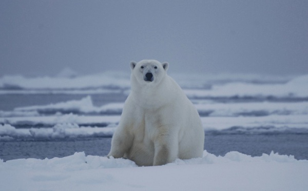 Croisières polaires : L'ours et l'apéro...