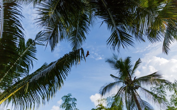 Le SETO publie de nouvelles recommandations pour l'Ile Maurice