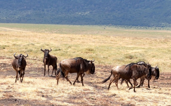 Tanzanie : Marriott va ouvrir un lodge de luxe dans le parc du Serengeti