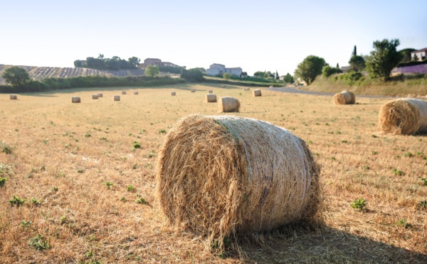 Non, le tourisme ne remplacera pas l’agriculture 🔑