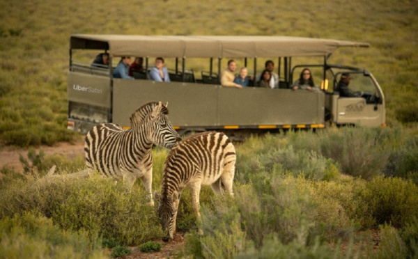 Uber Safari : une journée entière dans la nature au départ du Cap en Afrique du Sudne journée entière dans la nature au départ du Cap en Afrique du Sud - Photo Uber Safari