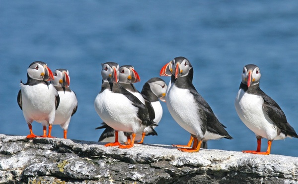 Les macareux, emblème de l'Islande, représentatifs de la riche faune du pays @Deposit Photos