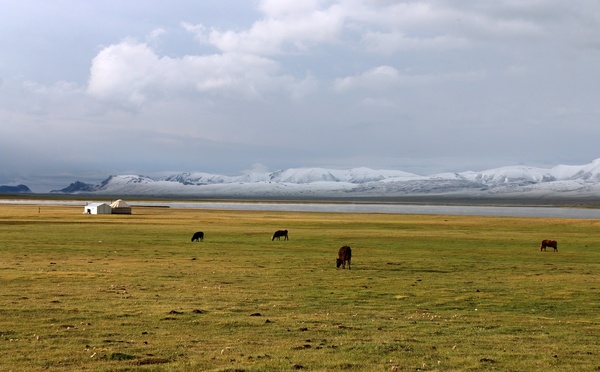 Pourquoi part on au Kirghizstan ? Pour les yourtes ; les montagnes à plus de 6 000 m ; les bergers transhumants et leurs troupeaux de chevaux, vaches et moutons ; les yacks, poilus et grognant comme des cochons ...Photo JFR