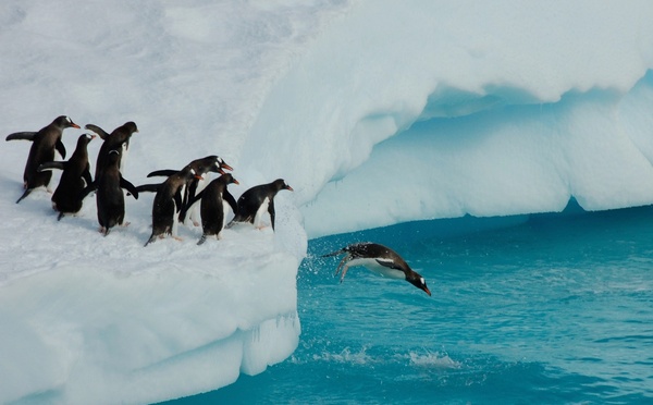 Le SH Diana reprend la route de l'Antarctique - Photo : Depositphotos.com @ pinkpanther47