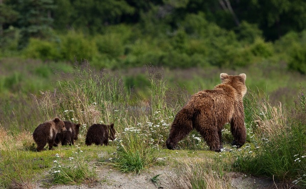 Au programme, le Parc National de Katmai qui compte plus d’une douzaine de volcans actifs et abrite plus de 2 000 ours bruns - Photo : Depositphotos.com @peamoony