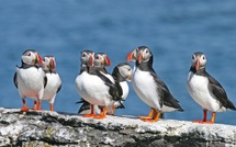 Les macareux, emblème de l'Islande, représentatifs de la riche faune du pays @Deposit Photos